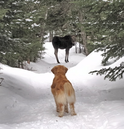 Joey stares down a Moose