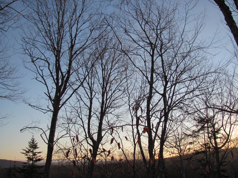 Morning silhouette Morning silhouette