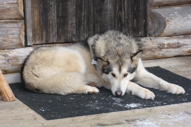 Poly the door matt. Poly the door matt.