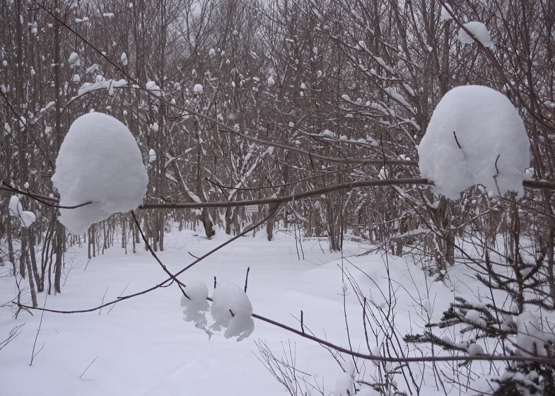 Zoom in Twn Balls Jan 17 2011.