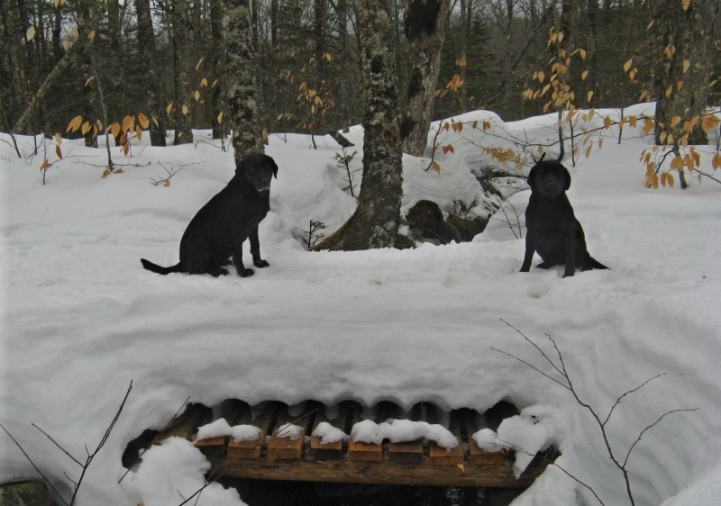 Two on a bridge.jpg Two on a bridge.jpg