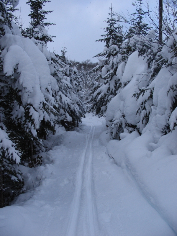 rabbit warren Jan 17 2011 rabbit warren Jan 17 2011