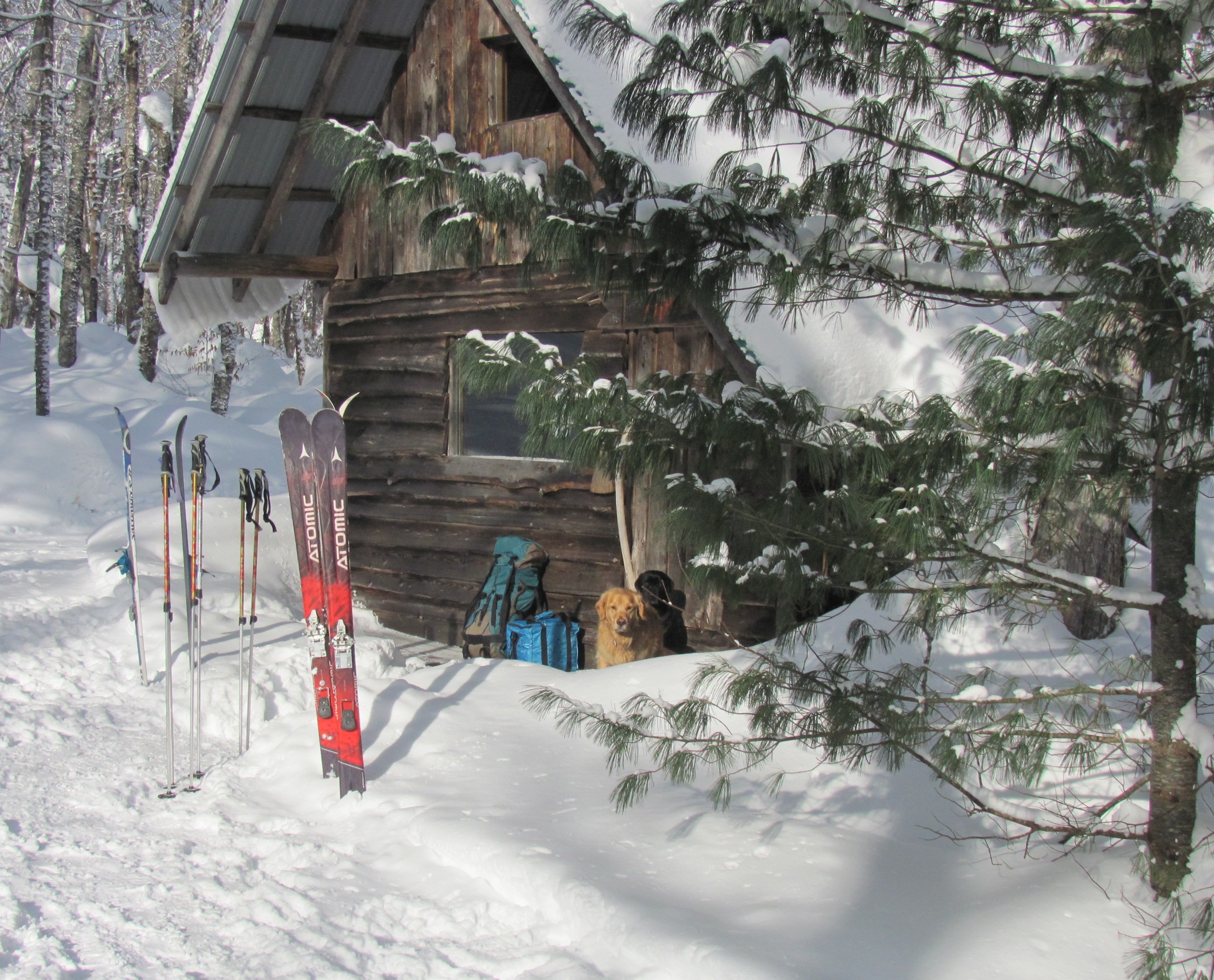 Zoom in 8 Tree B Jan 01 2014.jpg