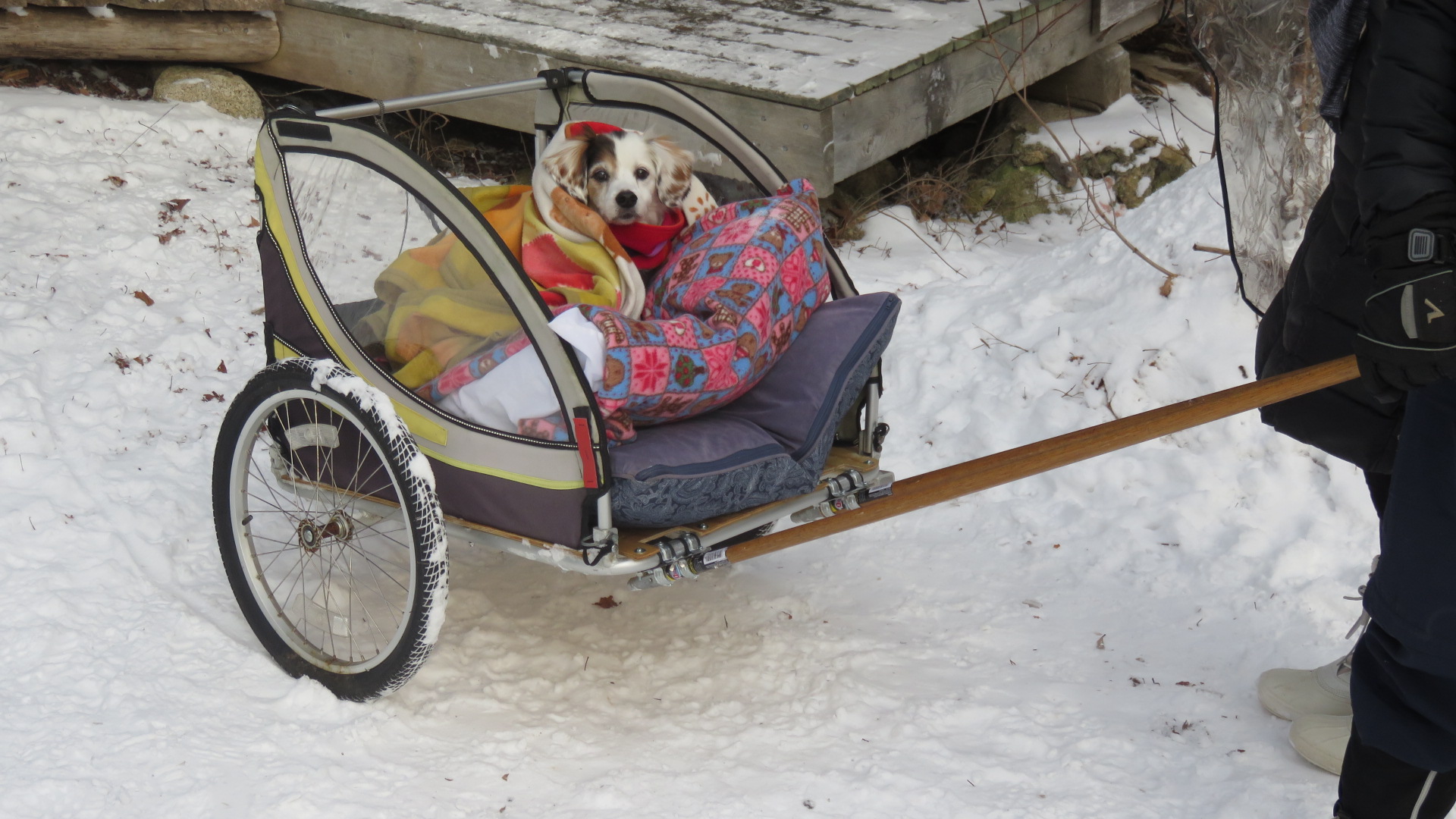 Dog in Chariot.jpg Dog in Chariot.jpg