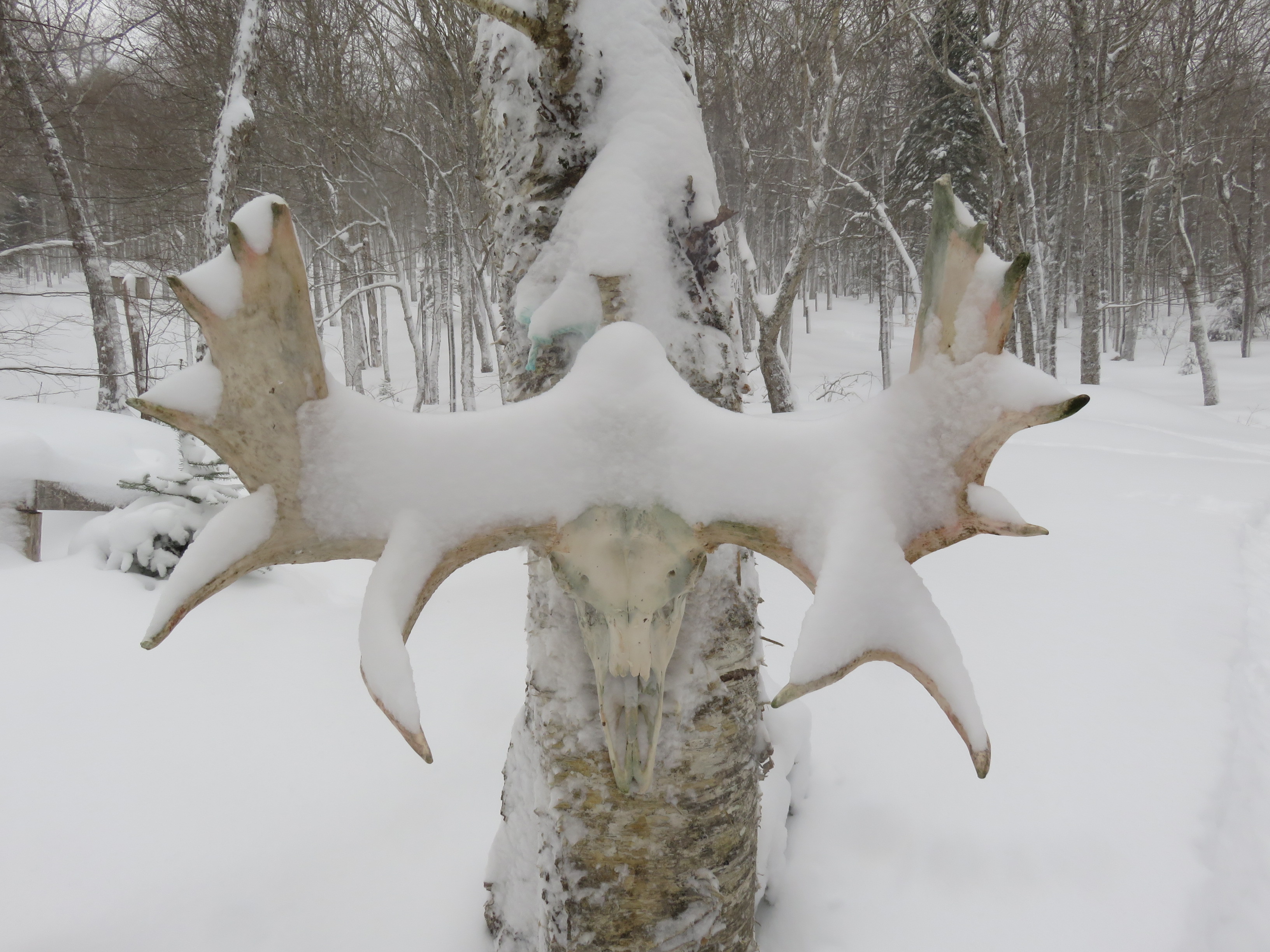 Moose Antlers.