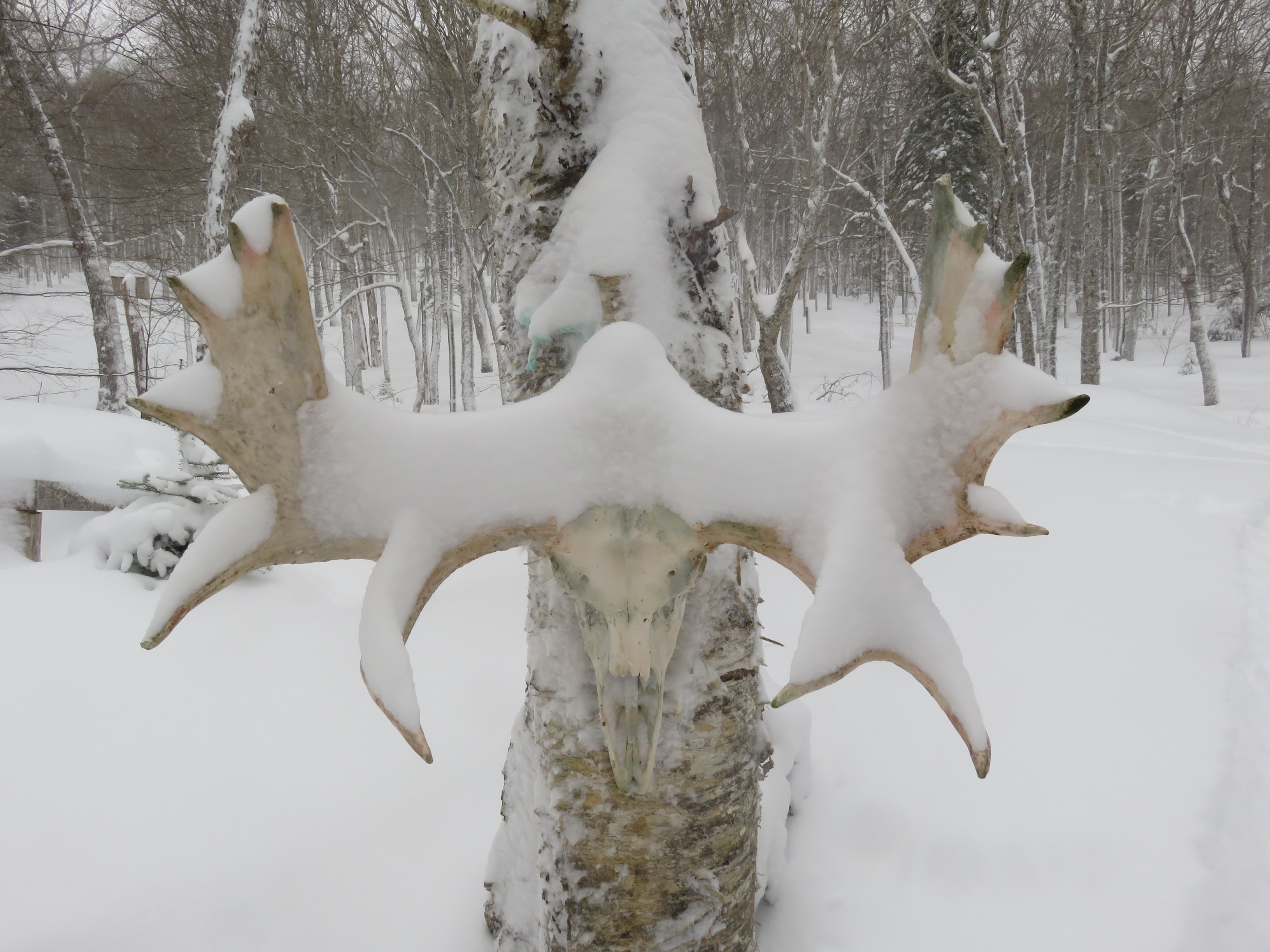 Zoom in Moose Antlers.